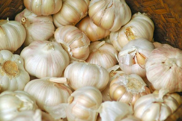 Pyralgina nie dla karmiącej, czosnek i owszem