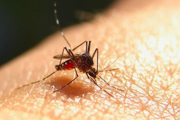 Lancet podaje: ofiar malarii o prawie połowę więcej niż sądzono