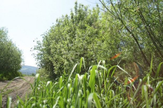 Olsztyn: wyciąg z wierzby zastąpi aspirynę?