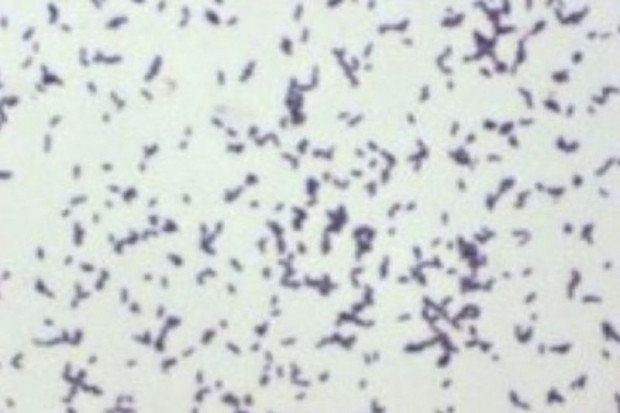 Szczepienie bydła może chronić ludzi przed E.coli