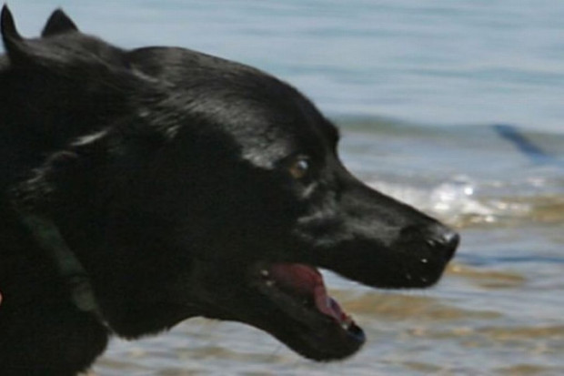 Od 10 lat propagują dogoterapię