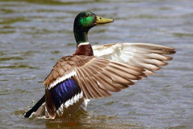 Chiny: przybywa ofiar wirusa grypy H7N9