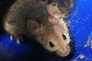 Fot. archiwum Omega-3 mogą chronić przed rozwojem tocznia - badania u myszy
