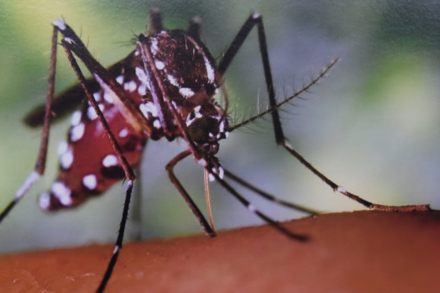 Wirus Zika przenoszony jest przez komary. Fot. Maryland GovPics/Flickr(CC BY 2.0) Wirusolodzy: epidemia wywołana przez Zika wygaśnie za trzy lata