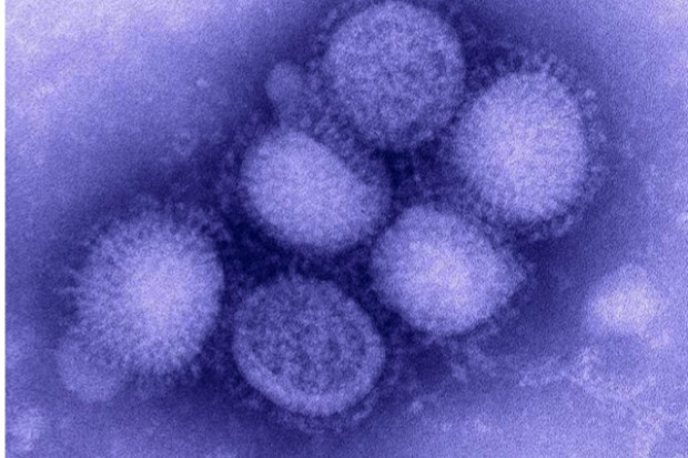 Gdańsk: rozpoczęto badania na obecność wirusa A/H1N1