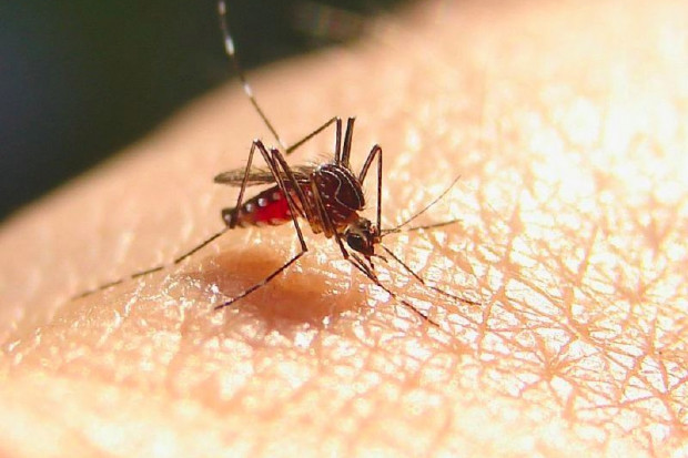 Komary kontra... malaria