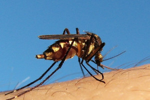 MSWiA da pieniądze na walkę z komarami