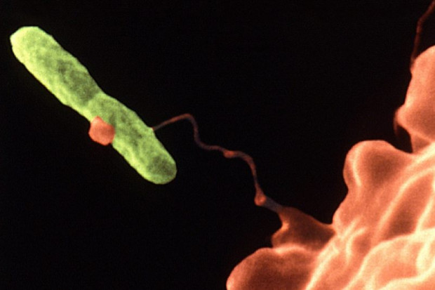 Czeladź: czyszczenie instalacji skażonej legionella