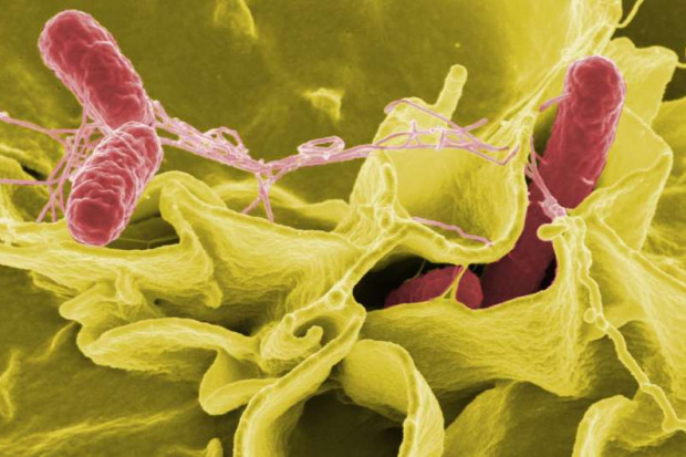 Wielka Brytania: salmonella możliwym lekiem na raka