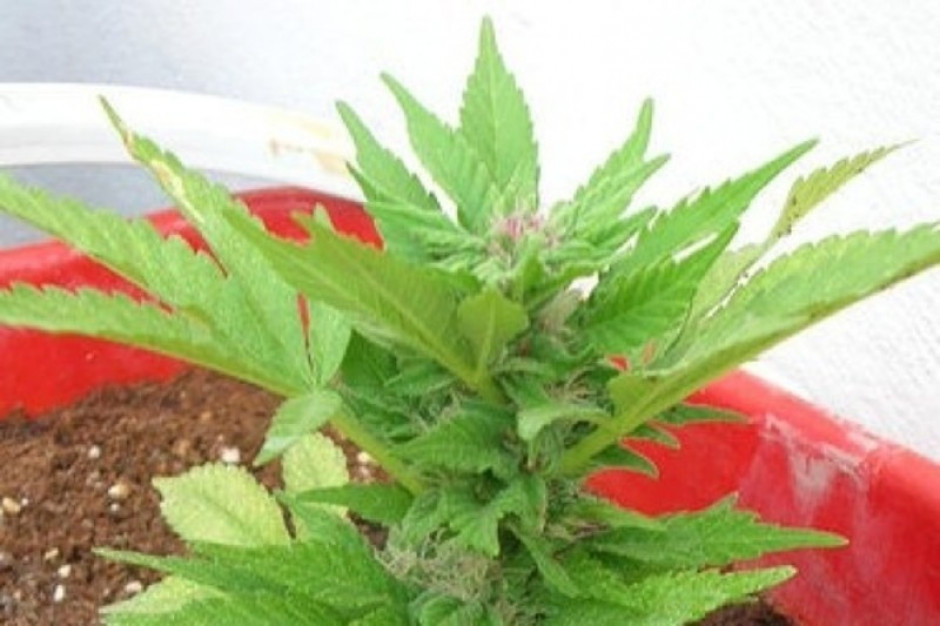USA: Kalifornia przeciwna legalizacji marihuany