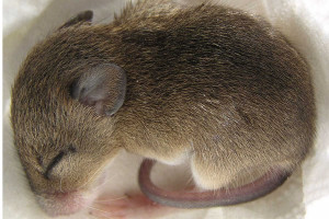 USA: urodziły się myszy z materiałem genetycznym dwóch ojców