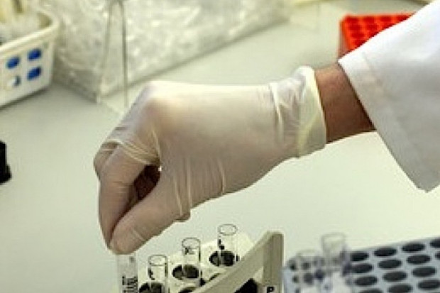 Wrocław: transplantacje transgeniczne - będzie przełom w transplantologii?