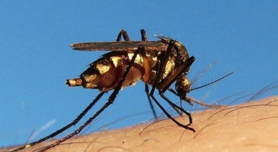Groźne komary Goundry: walka z malarią jeszcze trudniejsza
