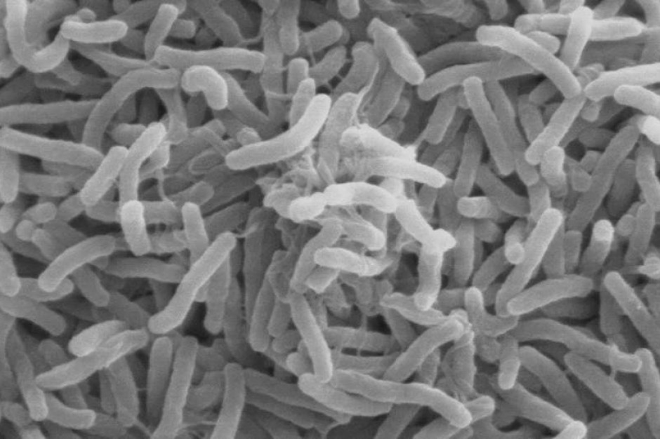 Ameryka Północna: ocieplenie klimatu oznacza epidemie cholery