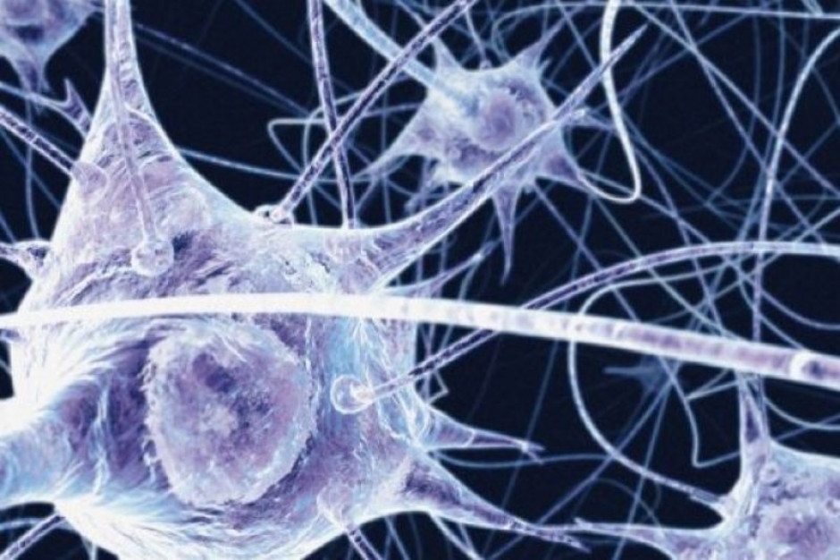 Neurony z laboratorium: sposób na chorobę Alzheimera?