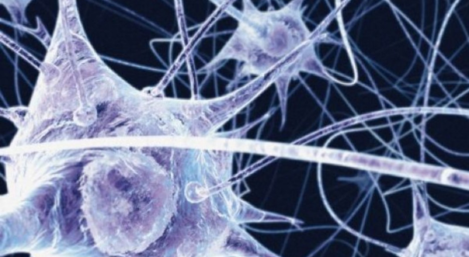 Neurony z laboratorium: sposób na chorobę Alzheimera?