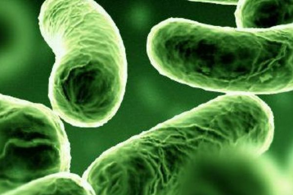 Pałeczki legionelli Fot. Archiwum Częstochowa: legionella w szpitalu - trwa płukanie instalacji