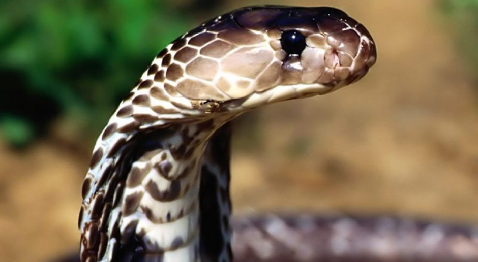 Papua-Nowa Gwinea: wynaleziono nowe tanie antidotum na jad węży