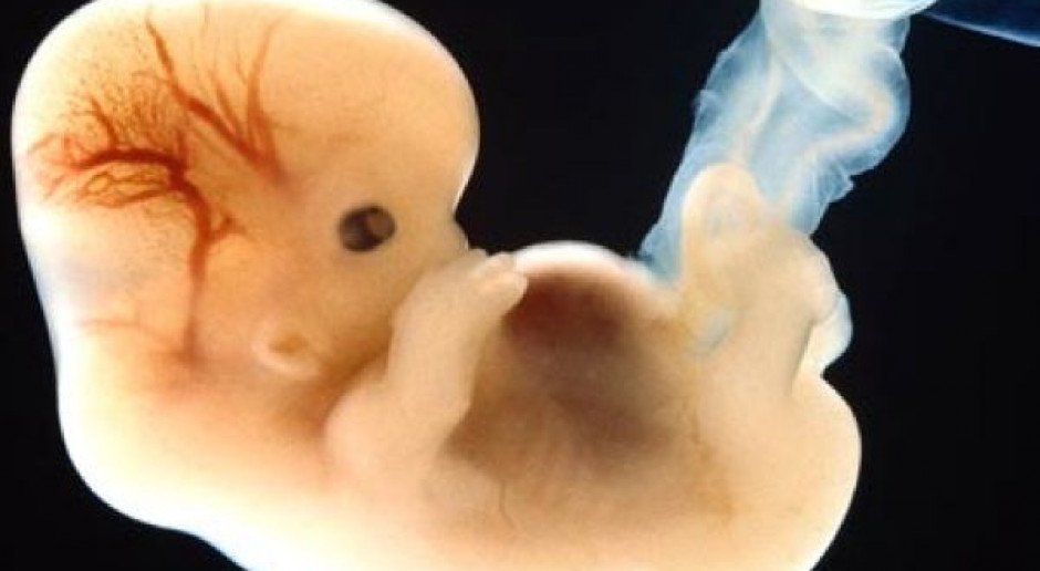 Niemcy: Bundestag dopuszcza badania na embrionach