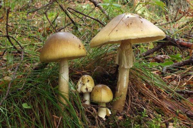 Matka i córka zatruły się grzybami, obie przebywają w szpitalu Fot. Wiesław Kamiński/www.NaGrzyby.pl Bydgoszcz: matka i córka zatruły się grzybami