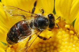 Polska Fundacja Apiterapii: produkty pszczele stosowane także w medycynie
