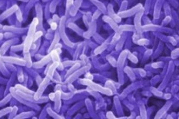 Haiti: za epidemię cholery odpowiada ONZ?