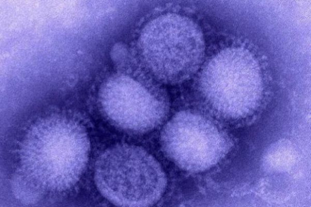 USA: naukowcy nie mogą zdradzić wszystkich informacji o wirusie ptasiej grypy