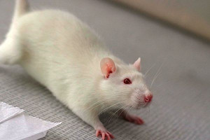 Witaminy i minerały zmniejszają ryzyko raka - u laboratoryjnych szczurów