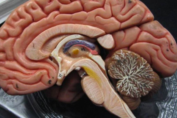 Opole: miasto wesprze WCM przy zakupie mikroskopu do zabiegów neurochirurgicznych