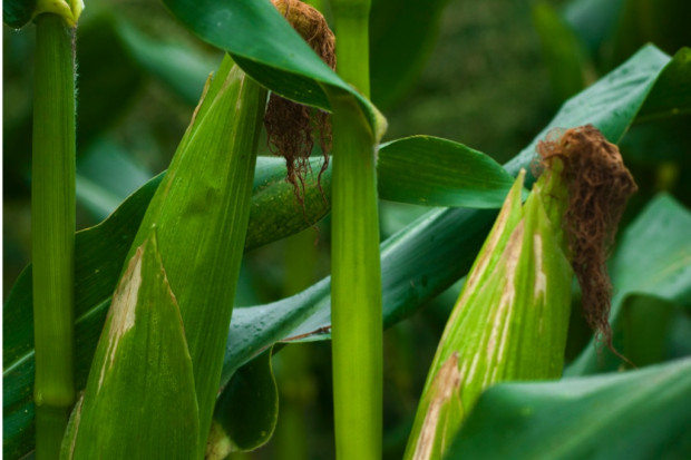 EFSA kwestionuje badania wskazujące na szkodliwość GMO