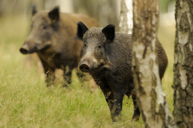 Wlk. Brytania: otyli będą badani sprzętem z ZOO?