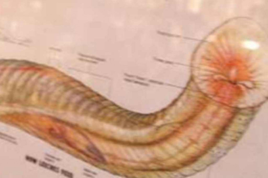 Dobroczynny krwiopijca powraca, czyli o leczeniu pijawkami
