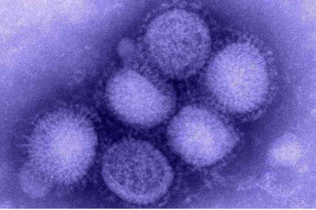 Grypa A/H1N1 stwierdzana niemal w całym kraju