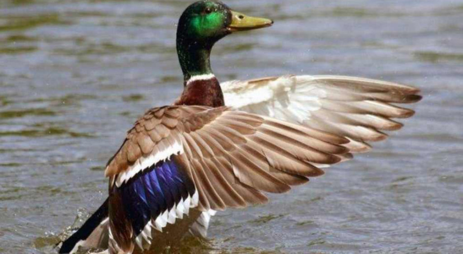 Chiny: przybywa ofiar wirusa grypy H7N9