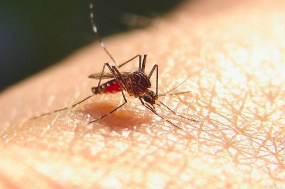 Zagrożenie nie tylko w tropikach. Malaria wraca do Europy?