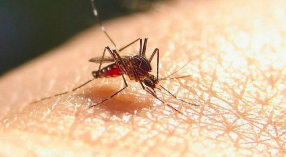 Zagrożenie nie tylko w tropikach. Malaria wraca do Europy?