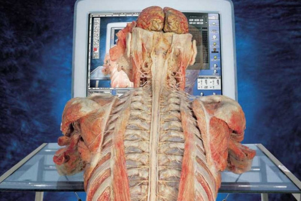 Gdańsk: poseł chce zamknięcia wystawy "The Human Body"