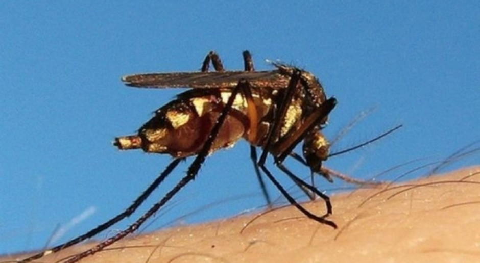 Komary przyciąga atrakcyjny zapach, nie "słodka krew" 