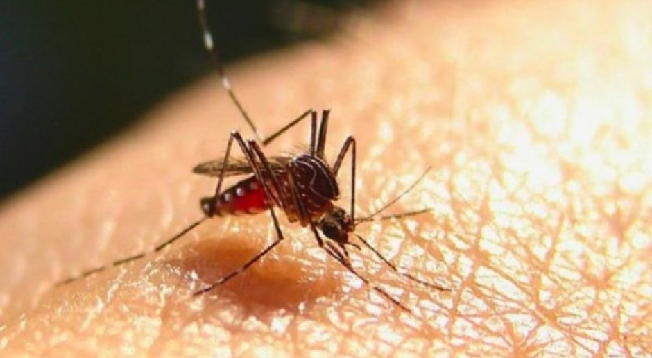 Śląskie: samorządy finansują zwalczanie komarów i kleszczy