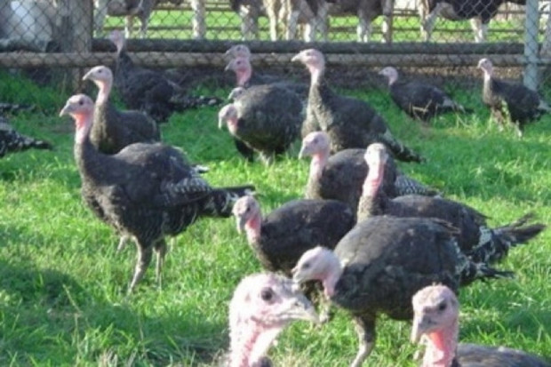 Brytyjscy naukowcy: wirus H7N9 przenosi się między ludźmi
