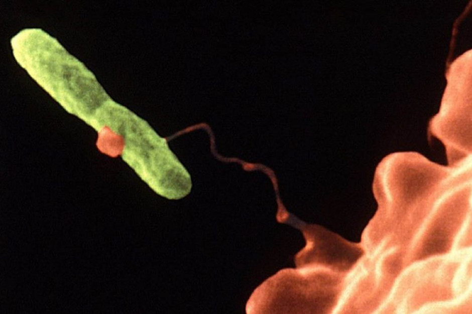 Legionella w niemieckim mieście. Dwie osoby zmarły