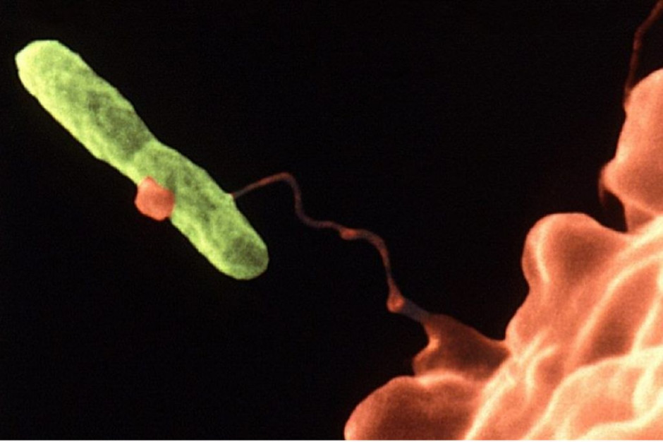 Legionella w podlaskich szpitalach