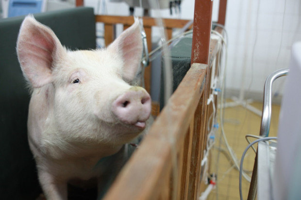 Trwają prace nad polską, świńską bioprotezą zastawki