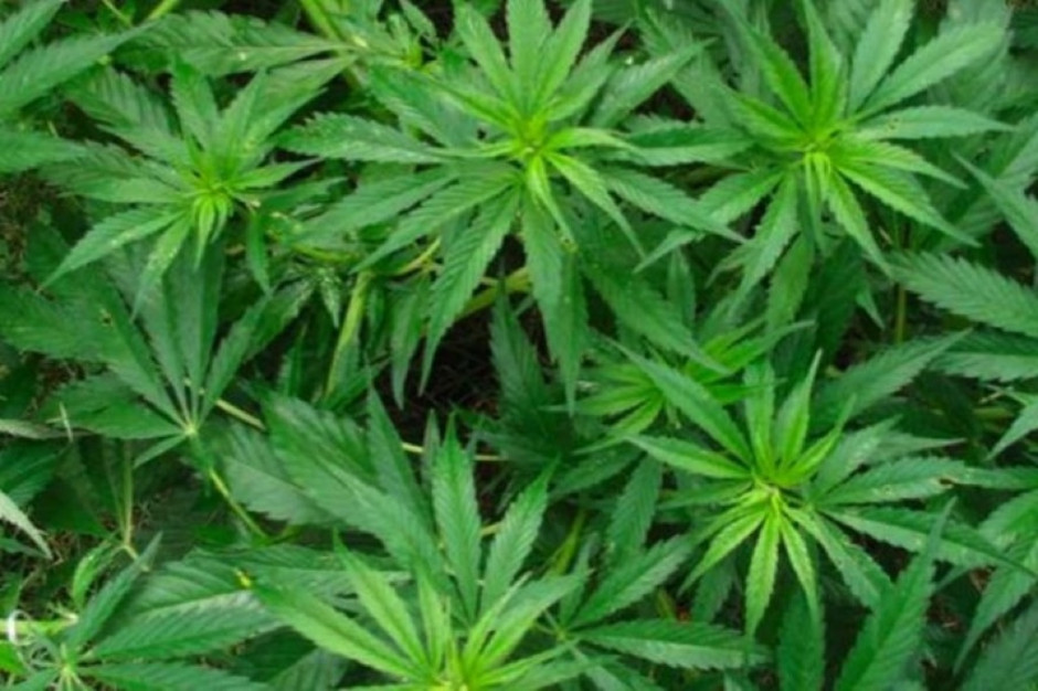 Wrocław: eksperci za legalizacją marihuany