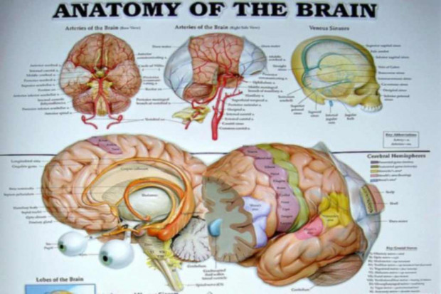 Toruń: na zajęciach z neurofitnessu rozruszają mózgi