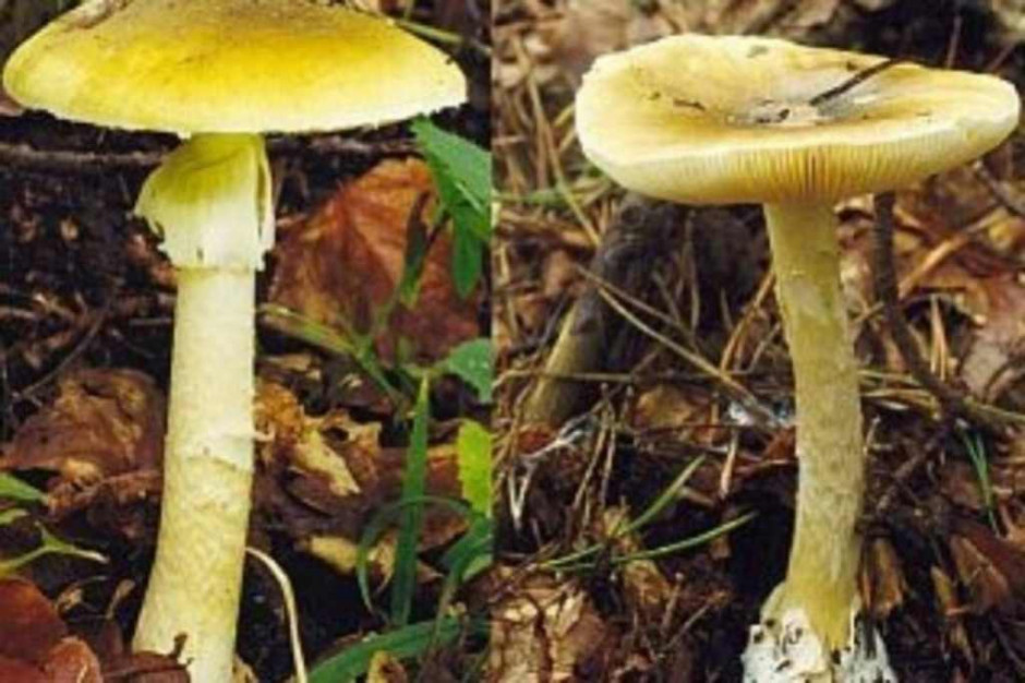 Szczecin: 12-latka po zatruciu grzybami w szpitalu