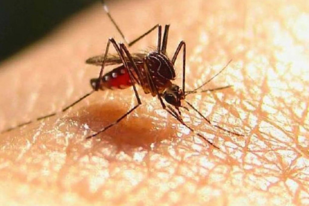 Trójmiasto: to nie ebola, raczej malaria