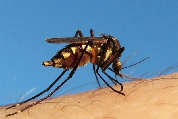 W Afryce Zachodniej malaria zabija więcej ludzi niż ebola