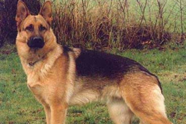 Według władz UW-M jest zapotrzebowanie na rynku pracy na specjalistów dogoterapii. Fot. archiwum Uniwersytet Warmińsko-Mazurski wykształci specjalistów od hipoterapii i dogoterapii