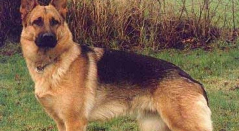 USA: pierwszy pies śmiertelną ofiarą Covid-19